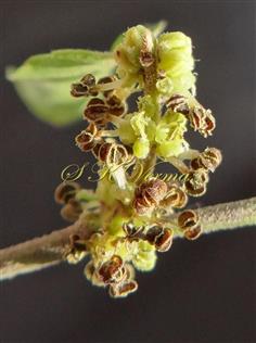  Raceme of Male Flowers on main branch